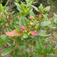 Dodonaea viscosa Jacq.